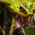 Venomancer